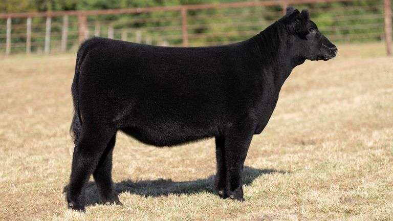 CRALL TAG 126 HEIFER