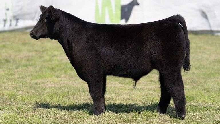 WEBER TAG 210 STEER