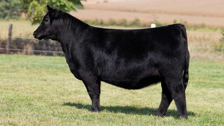 FRAKER TAG 75 HEIFER