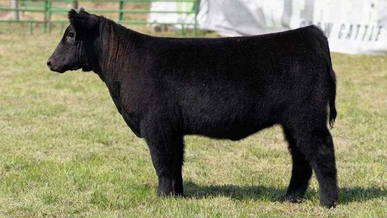 WEBER TAG 243 HEIFER