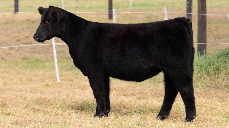 HILBERT TAG 27 HEIFER