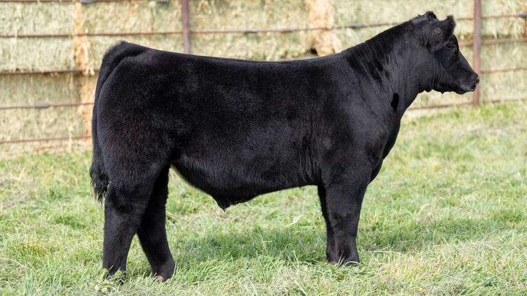 FULLER TAG 5 STEER