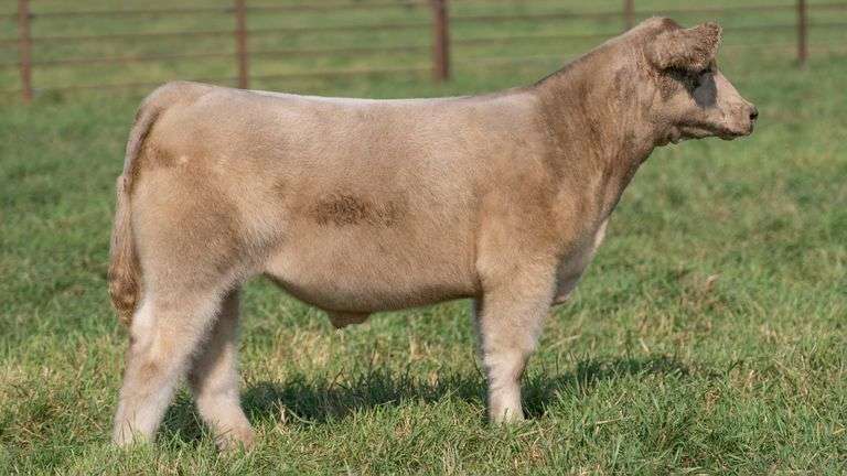 SMITH TAG 69 STEER