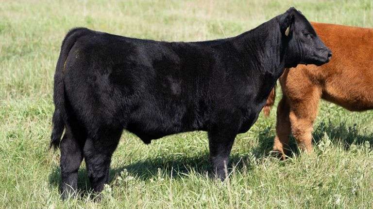 LARSON TAG 7608 STEER