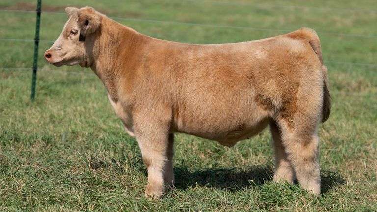 SMITH TAG 14 STEER