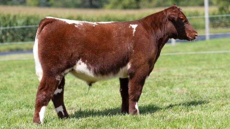 HENSCHLER TAG 109 STEER