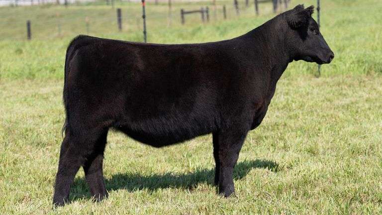 STREIT TAG 59 HEIFER