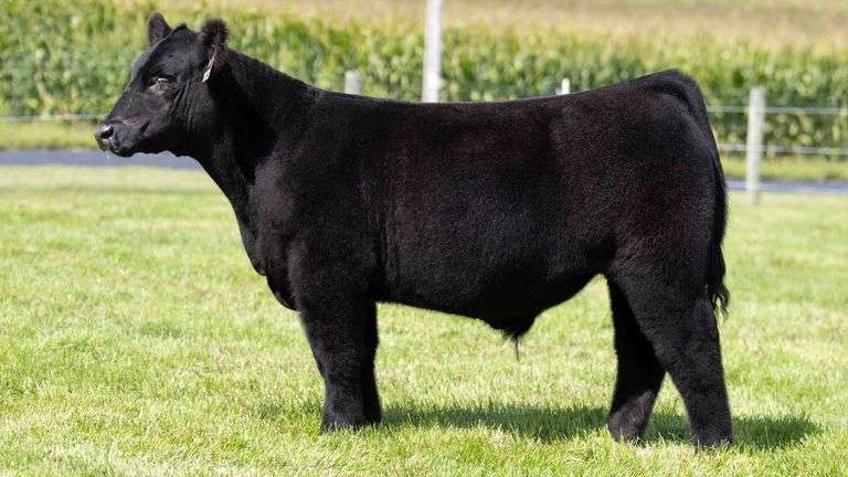 HENSCHLER TAG 113 STEER