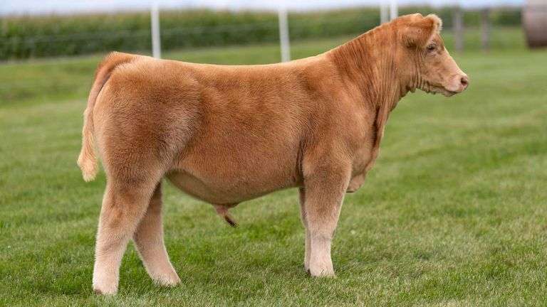LORENTZ TAG 6 STEER