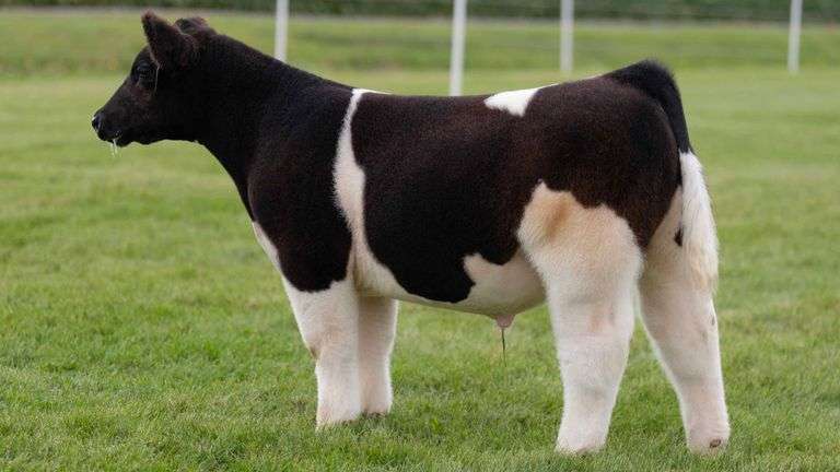 LORENTZ TAG 18 STEER