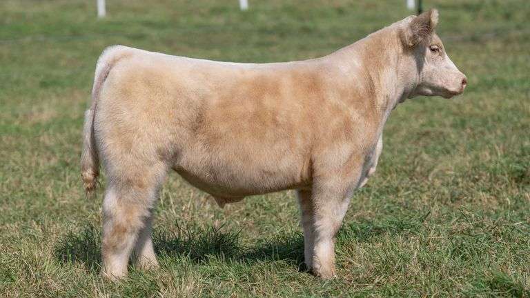 SMITH TAG 67 STEER