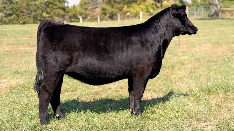 FOUT TAG 6 LIM-FLEX HEIFER