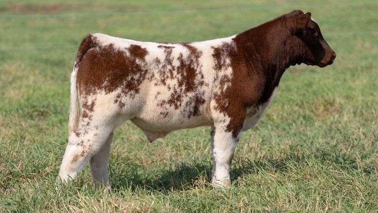 SMITH TAG 48 STEER