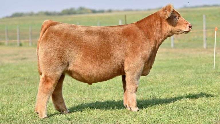 KAY-R TAG 1003 STEER