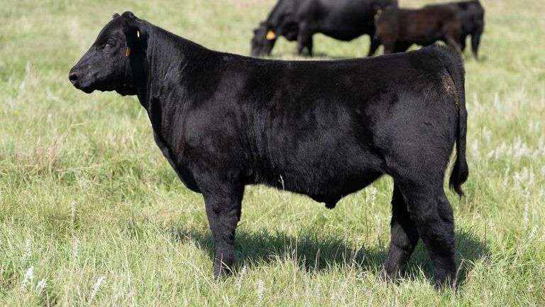 LARSON TAG 8756 STEER