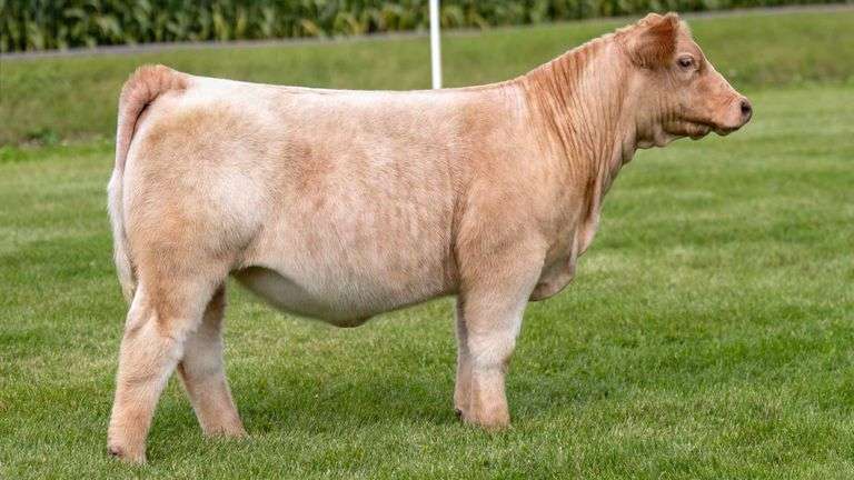 LORENTZ TAG 27 HEIFER