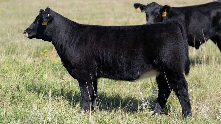 LARSON TAG 5207 HEIFER