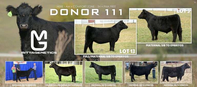 MITTAG 111 X FOLLOW ME EMBRYOS