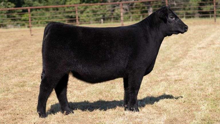 CRALL TAG 111 HEIFER