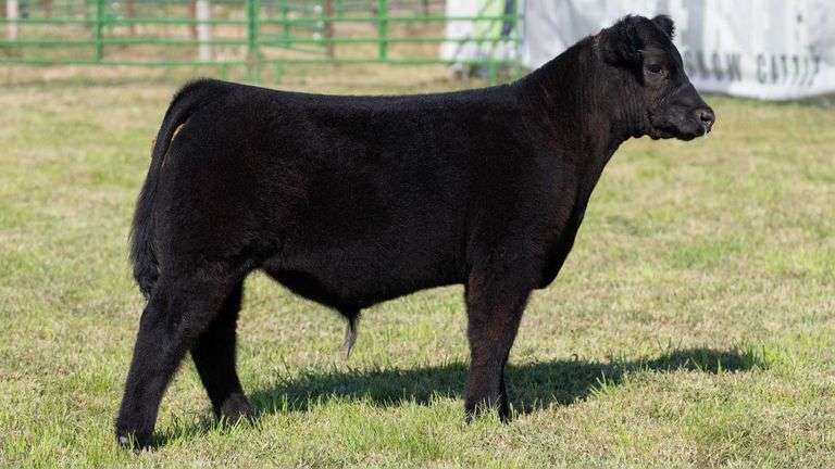 WEBER TAG 224 STEER