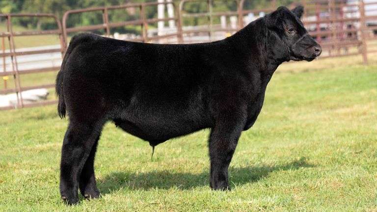 WEDIG TAG 24 STEER