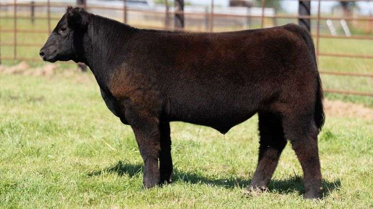 FRYE TAG 10 STEER