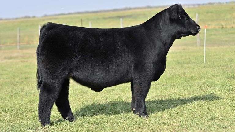 KAY-R TAG 2100 STEER