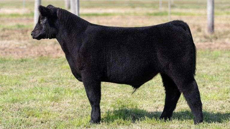 WEBER TAG 203 STEER