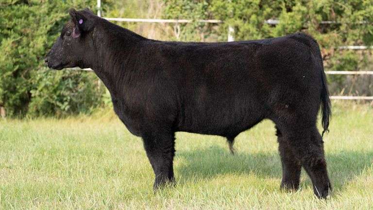 FORMAN BOOT CREEK TAG 9  STEER