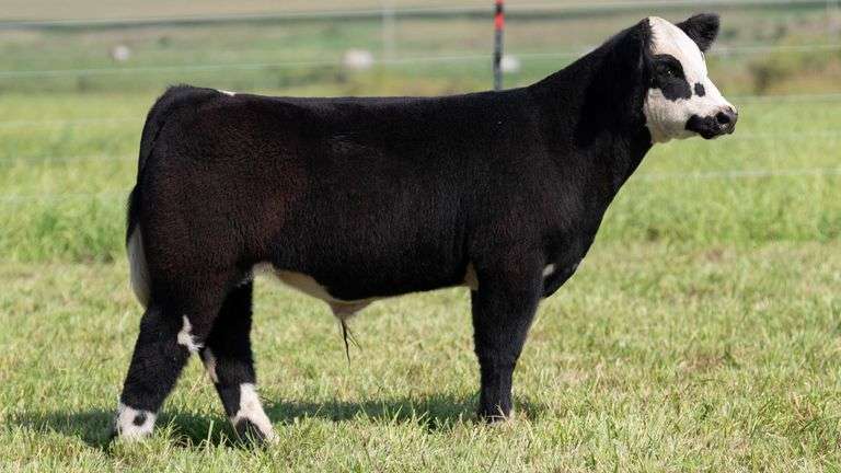 STREIT TAG 17 STEER