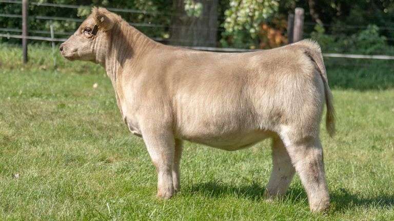 SMITH FARMS TAG 901 HEIFER