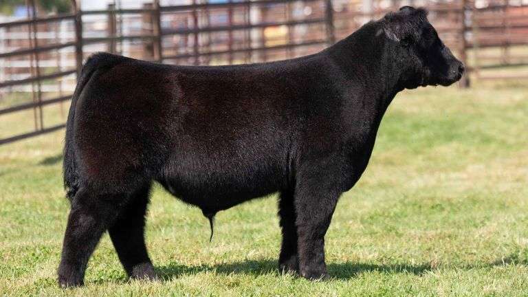 WEDIG TAG 11 STEER
