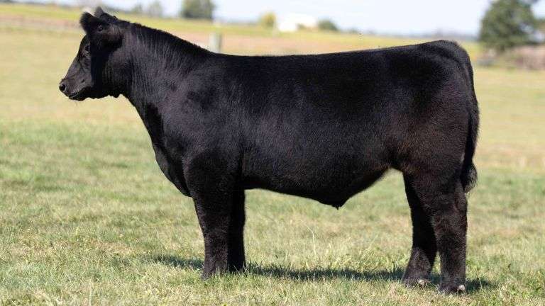 MCCULLOUGH TAG 8 STEER