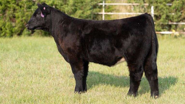FORMAN BOOT CREEK TAG 34  HEIFER