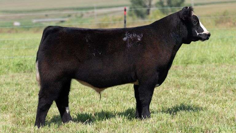 STREIT TAG 29 STEER