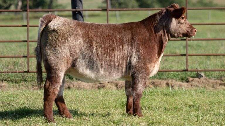 FRYE TAG 19 HEIFER