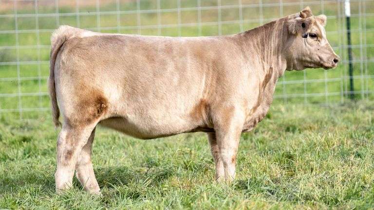 FULLER TAG 10 HEIFER