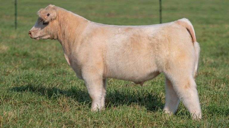 SMITH TAG 18 STEER