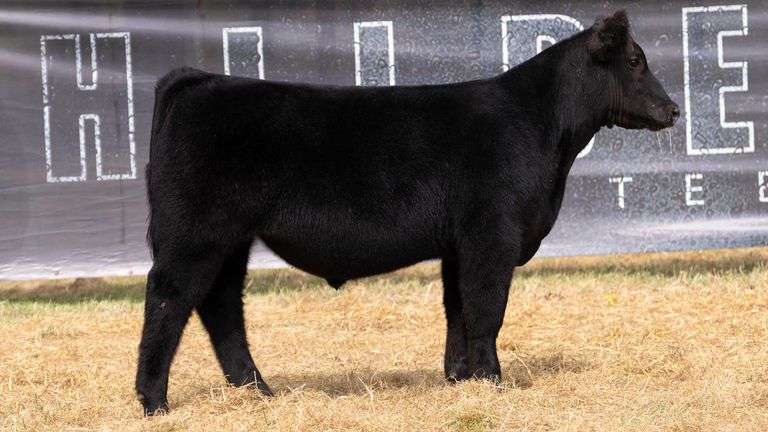 HILBERT TAG 14 STEER