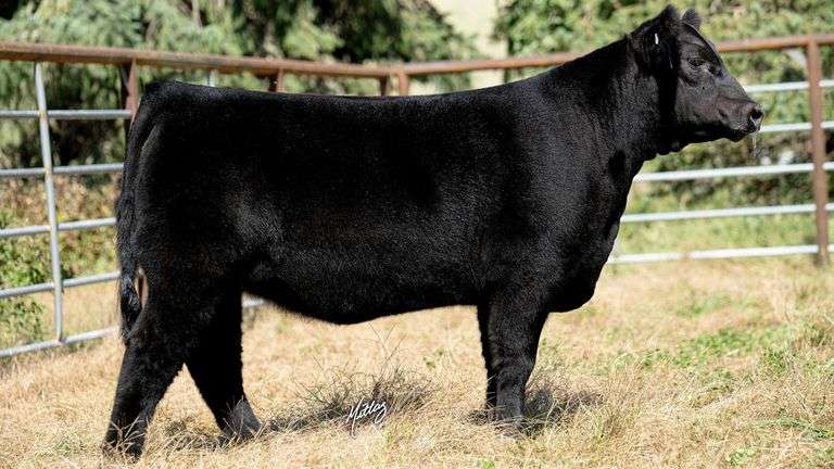 BEESON TAG 18 HEIFER