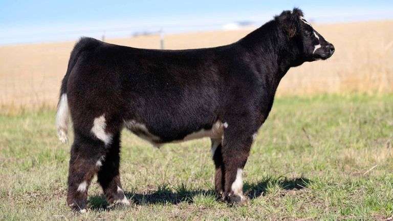 HOCKADAY TAG 25 STEER