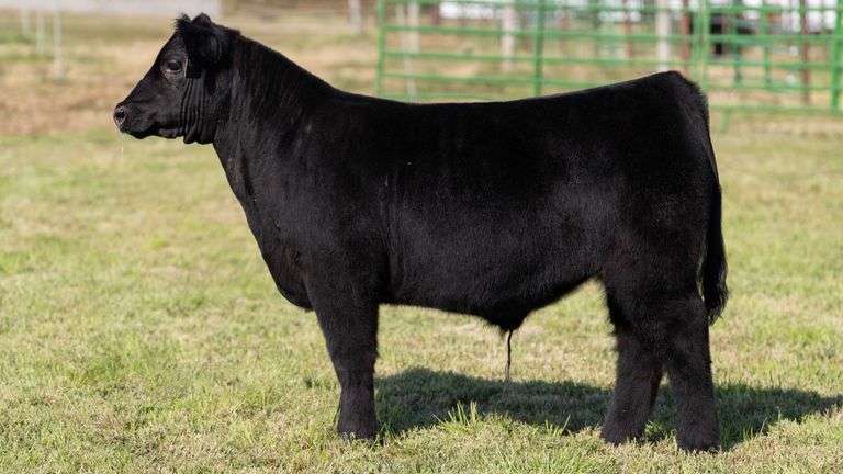 WEBER TAG 214 STEER