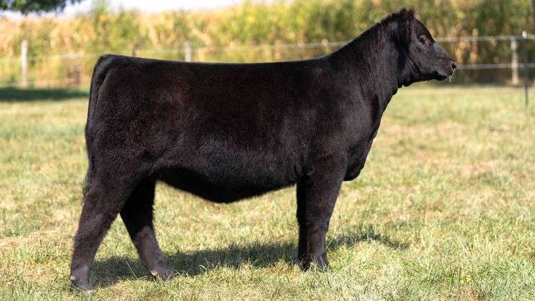 FOUT TAG 2 COMMERCIAL HEIFER