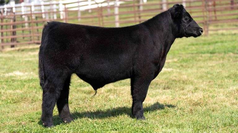 WEDIG TAG 25 STEER