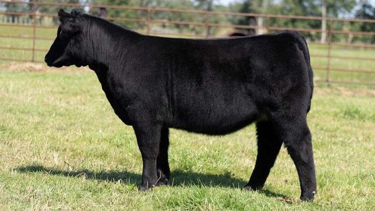 FRYE TAG 11 HEIFER