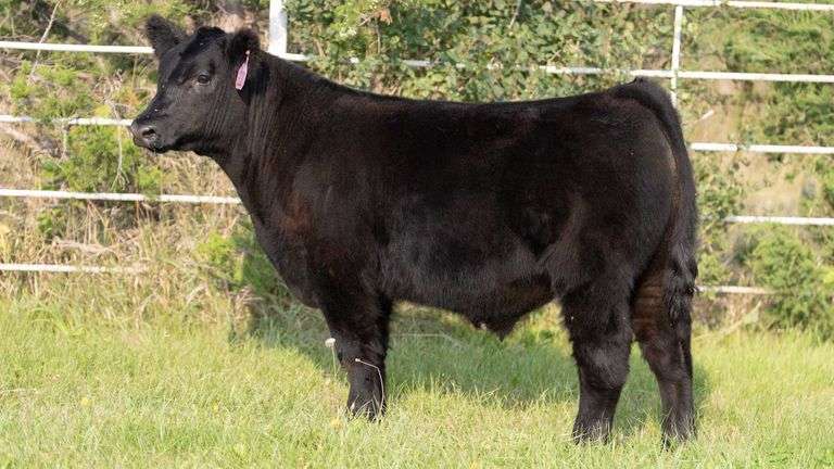 FORMAN BOOT CREEK TAG 22  STEER