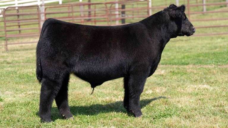 WEDIG TAG 7 STEER