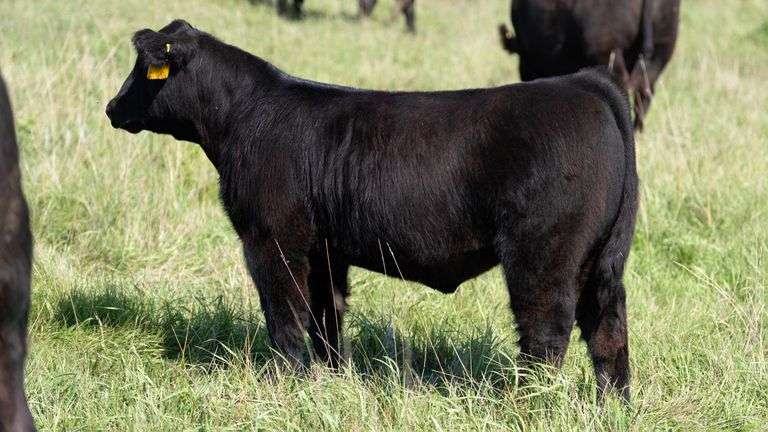 LARSON TAG 9313 STEER
