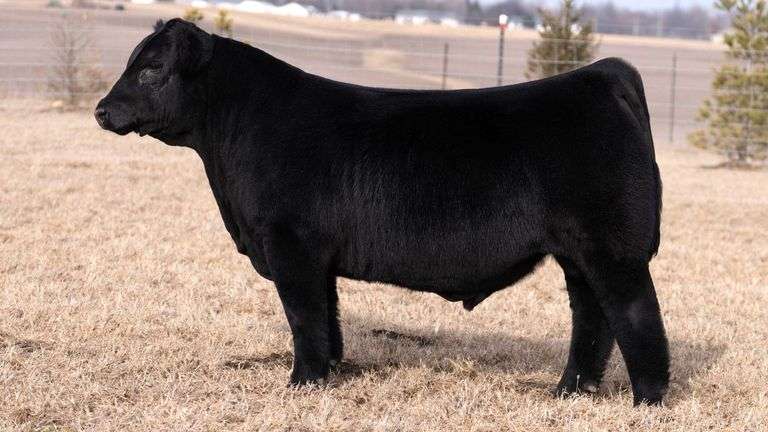 HERR/MITTAG TAG 8 BULL