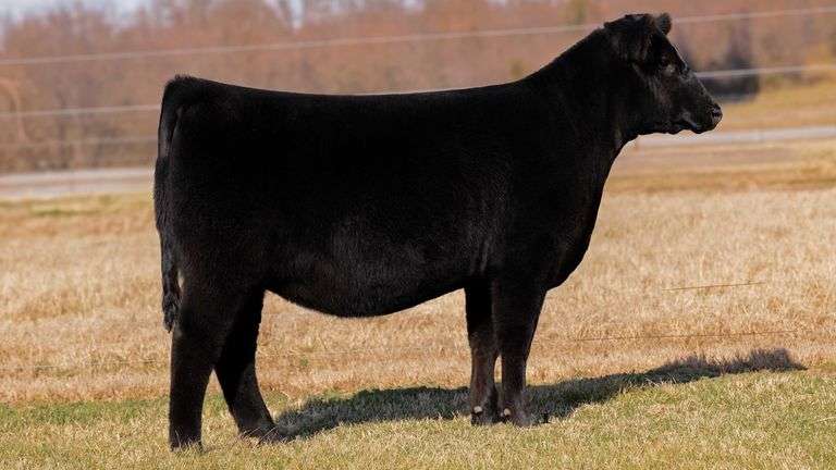 CLEARWATER TAG 14 HEIFER